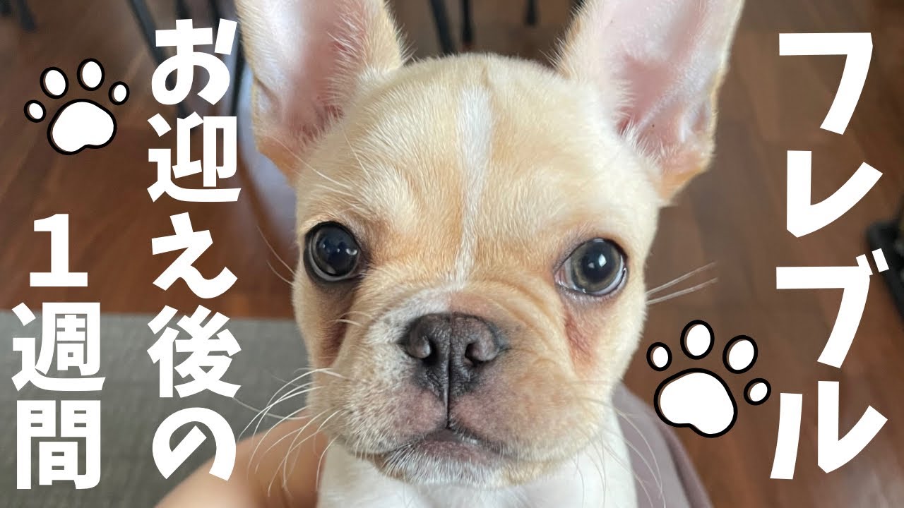【子犬】フレブルをお迎えしてから１週間の様子を撮ってみた🐶🐾