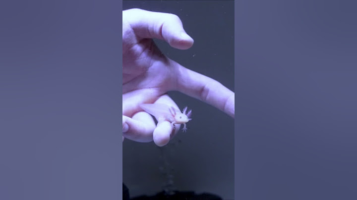 This Axolotl went on an Airplane ✈️