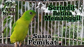 SUARA SERINDIT PIKAT BETINA MEMANGGIL & MENCARI KAWAN