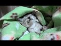 野良子猫 雨の夜にやって来た男の子