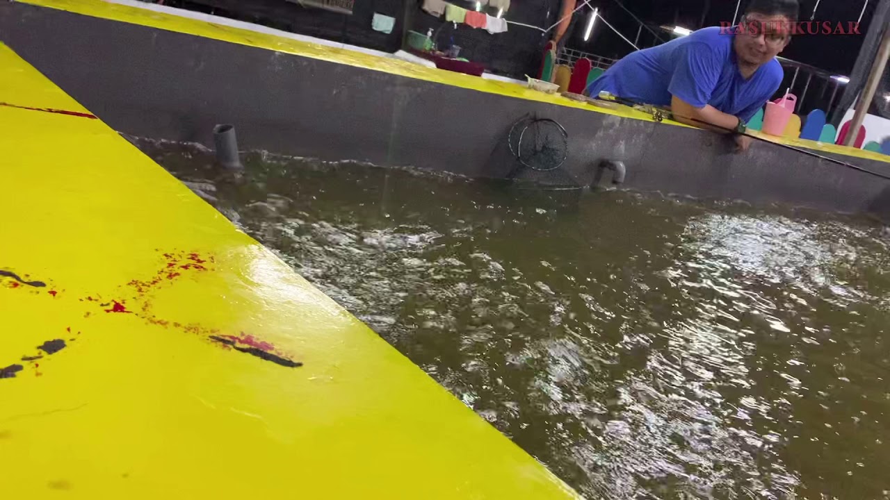 UDANG HARIMAU (KOLAM PANCING UDANG HARIMAU SEMENYIH) 