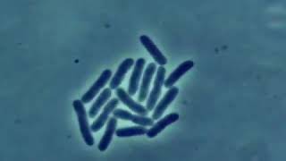 Bakterilerin Hızla Çoğalması