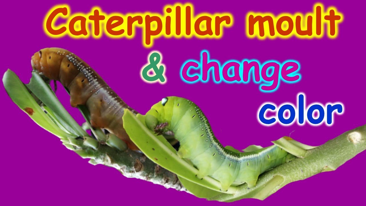 Caterpillar moult, caterpillar change color หนอนผีเสื้อลอกคราบ หนอน ...