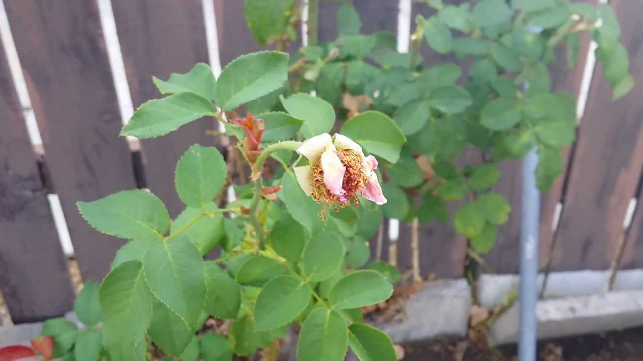 Samsung Galaxy Note 3 full HD 1080p video sample