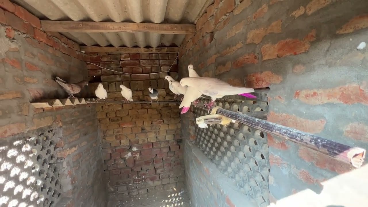 ਵੁੱਡਾ ਚਿੱਟੀਆਂ da ਉਡਿਆ 🕊️॥ ਛੱਟੇ ਬੁੱਚਿਆਂ  ਨਾਲ 🕊️॥ ਦੋਖੇ ਵਿਡਿਉ 🙏🏻॥ 