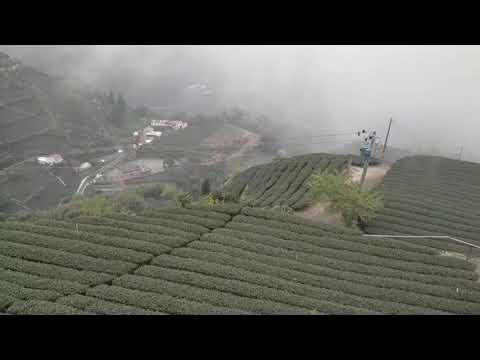 ［梅山象山］花石溪步道後花園櫻花步道