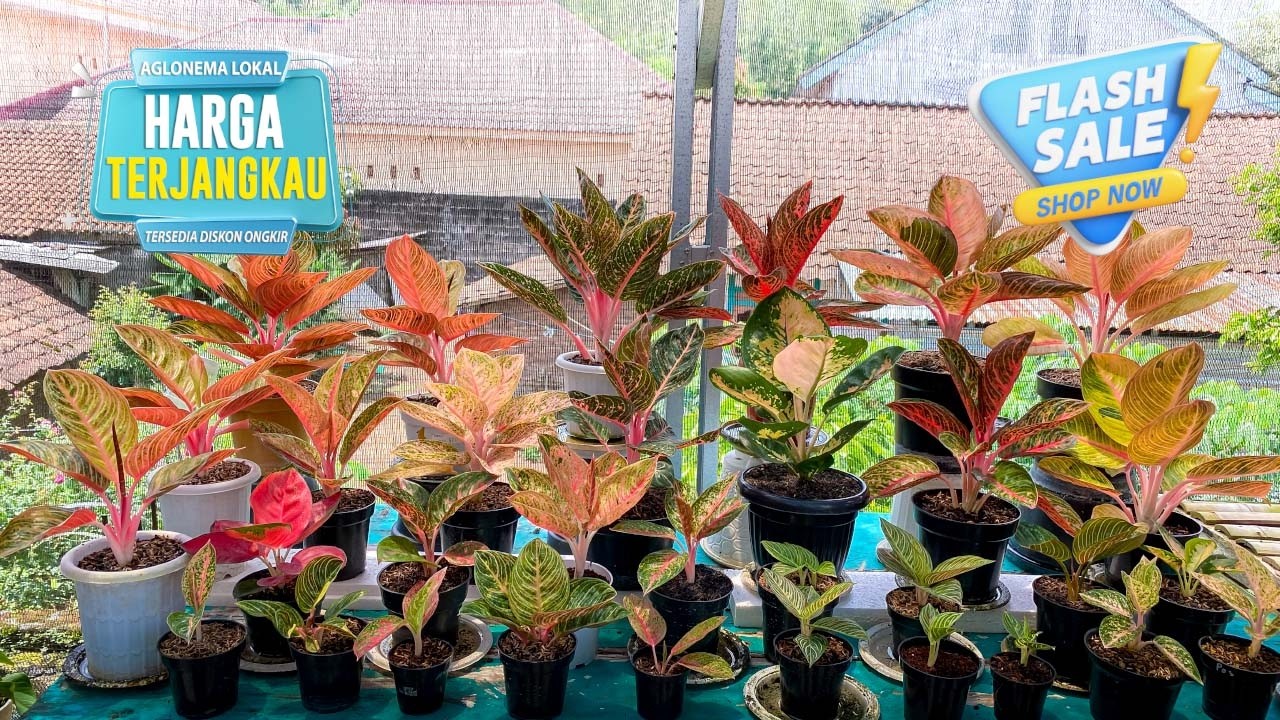 KOLEKSIAN AGLONEMA MURAH MERIAH EKONOMIS DI KANTONG | Promo Spesial Aglonema Akhir Tahun 2025