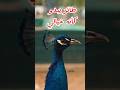 الطاووس من أغرب الطيور طاووس حيوانات Shorts غرائب 