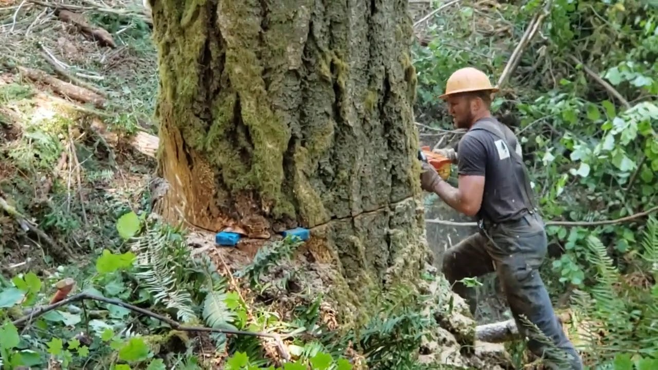 230' Douglas Fir Felling with rigging. - YouTube