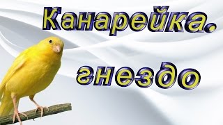 Гнездо канареек