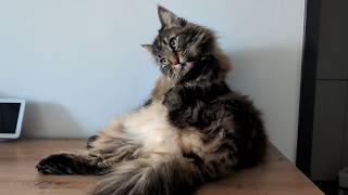 Roy Takes His Grooming VERY Seriously! | Norwegian Forest Cats