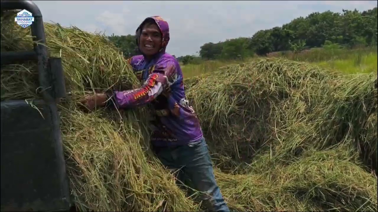 BANK PAKAN BELUM SIAP,TERNAK SUDAH DATANG....TERPAKSA BELI RUMPUT DEH....  