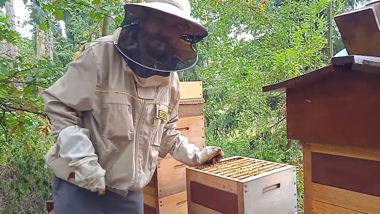 Prohlídka nejslabšího warré včelstva po ukončení krmení