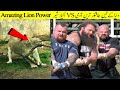 Unbelievable Lion Power In Tug Of War With Humans  II Strongest Men In The World Vs Animal Power