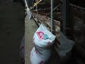 usaha ternak ayam broiler