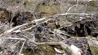 Приток реки котловка в ужасном состоянии