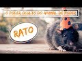 Significado do Rato - O Poder Oculto do Animal de Poder | 2ª Temporada #16