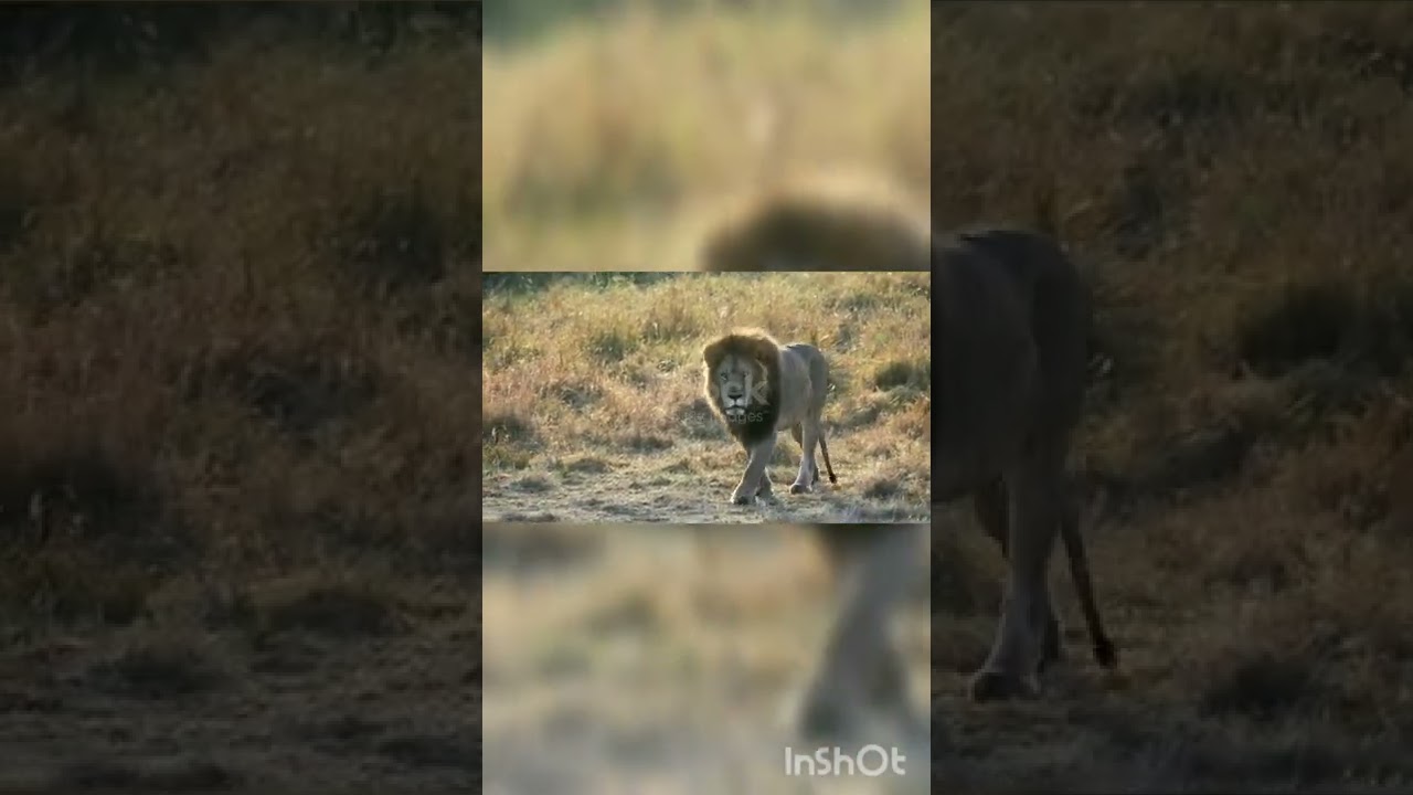 male lion walking towards the camera at masai mara national reserve in kenya, africa