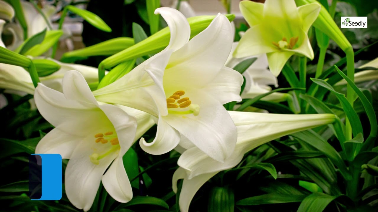 Love Blooms: Exploring the Most Romantic Flowers That Symbolize Love!