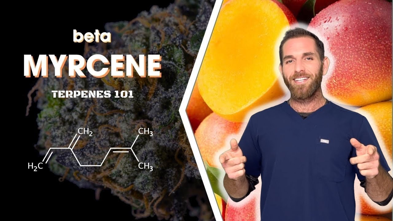 Мирцен — самый распространенный терпен в конопле!
