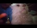 itu aku kete ras di rumahku ada kucing putih yang aku buat vide sampai 10 juta subscriber