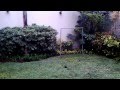 jardin tropical