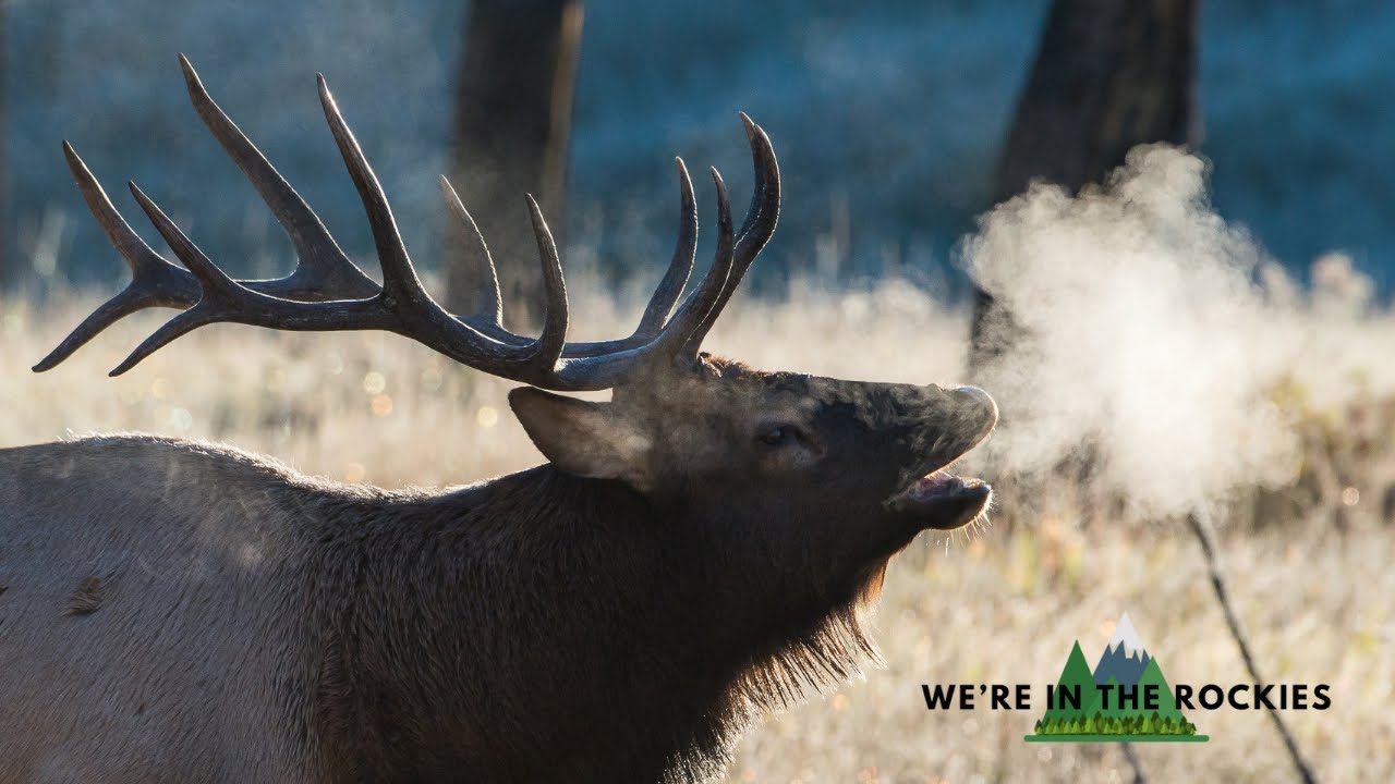 Yellowstone in the Fall: 7 Things to Know - YouTube