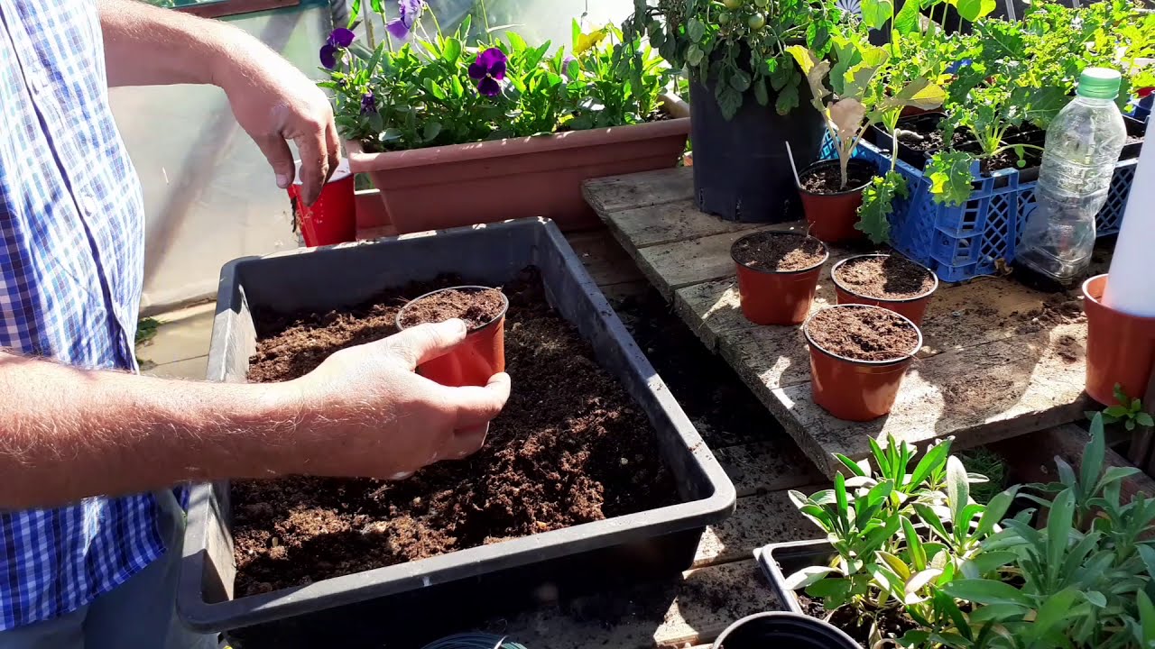 How to Grow New Strawberry Plants from Runners / Gardening Online 