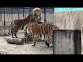 Тигры парка Тайган и радостное тигриное приветствие, уфрр
