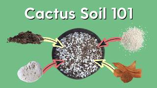 Cactus Soil 101: How to Make a Simple Potting Mix