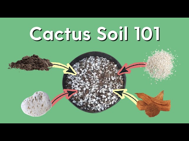 Cactus Soil 101: How to Make a Simple Potting Mix - YouTube
