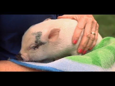 How to Take Care of a Teacup Pig | Small Pets