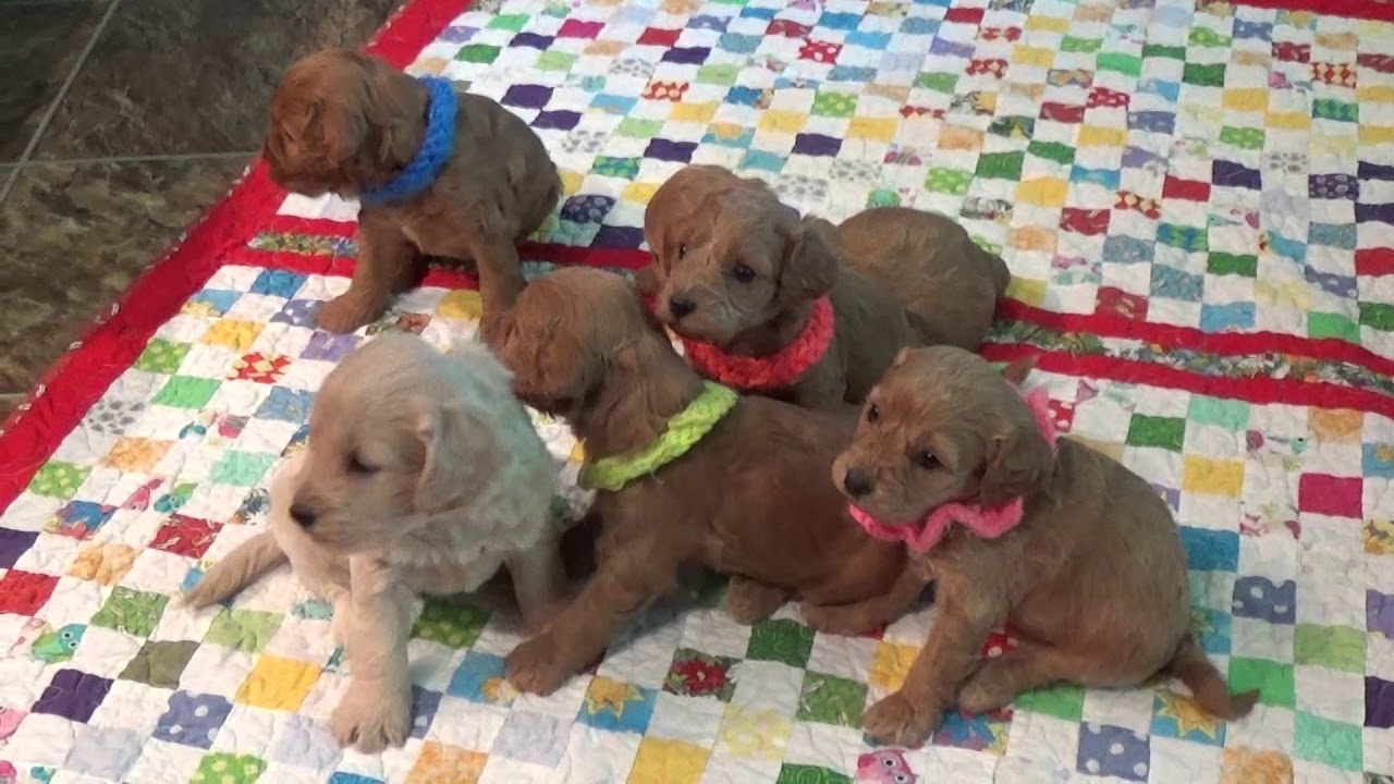CAVAPOO Scout, Stevie, Sammy and sisters Sara and Stella www.KingdomDogs.com doodle معنى