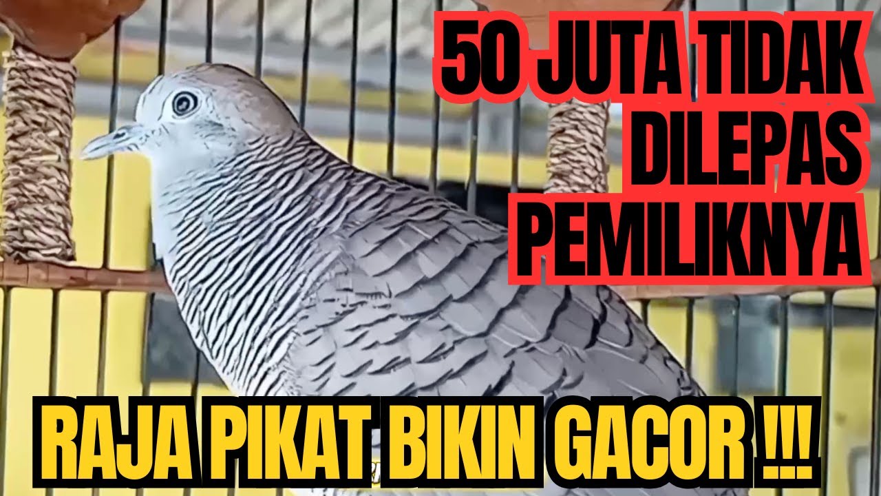Perkutut lokal gacor RAJA PIKAT memanggil lawan Ahlinya bikin burung perkutut gacor nyaut