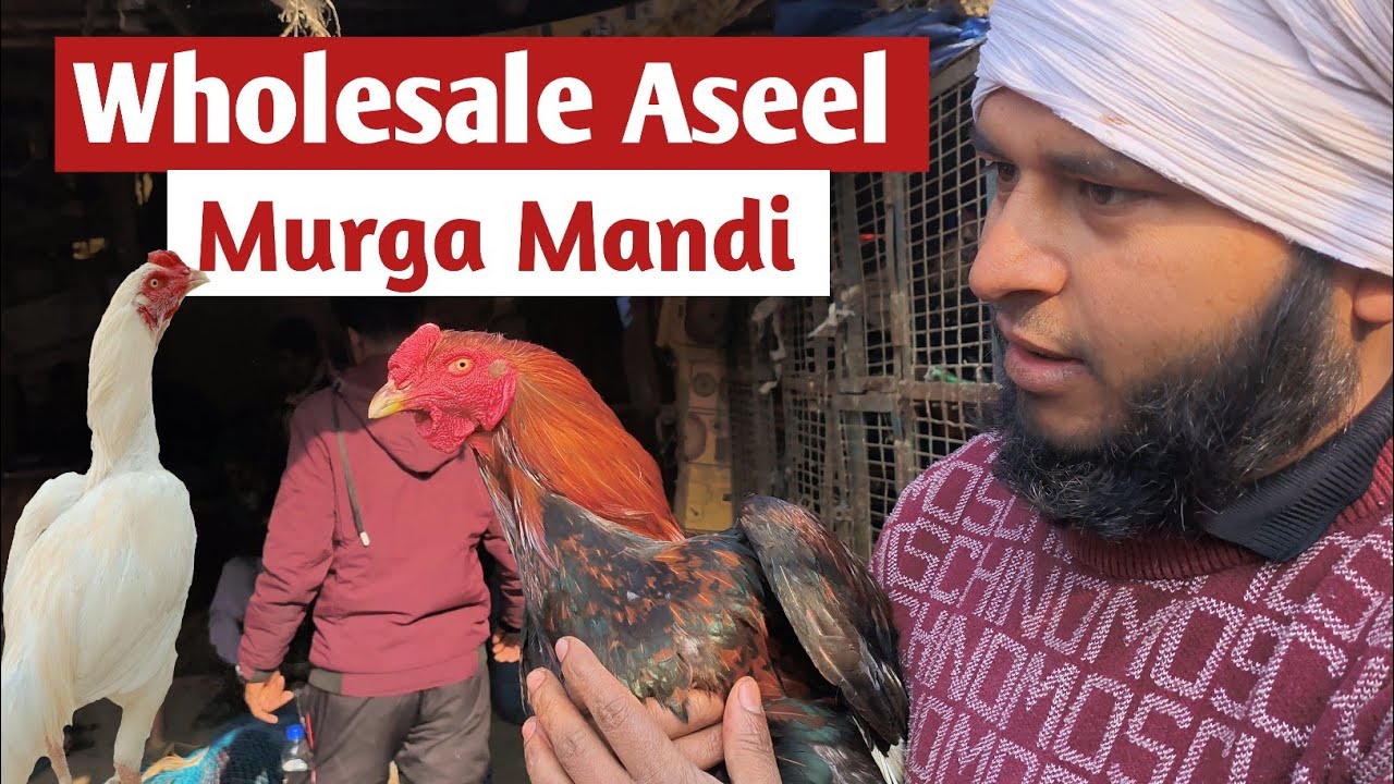 Aaj ka murga Mandi rate | Aseel murga Mandi | Ghazipur murga Mandi