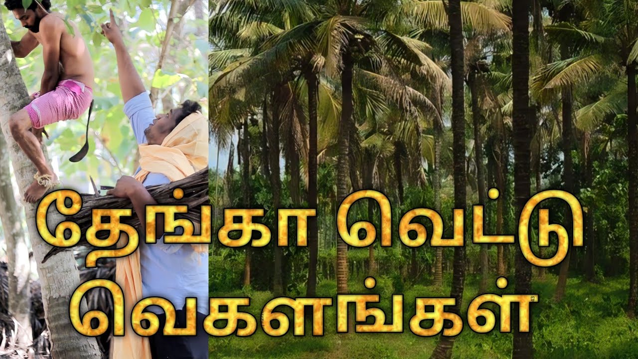 தேங்கா வெட்டு வெகளங்கள் |மணி 😁