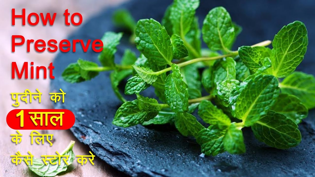 How to Store Green Mint/Pudina Leaves and How to prepare Pudina Powder | Taste Unfold