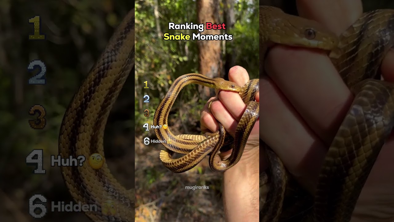 Ranking Best Snake Moments