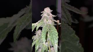 3x3 grow day 39 flower