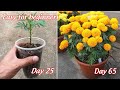 How to grow marigolds in pots from seeds  full information  easy for beginners