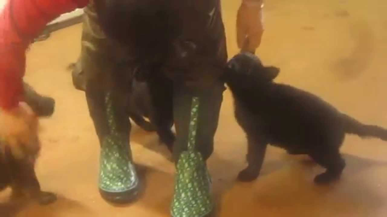 Gaby/ Caro female puppies