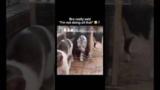 Cat Outsmarted The Whole System