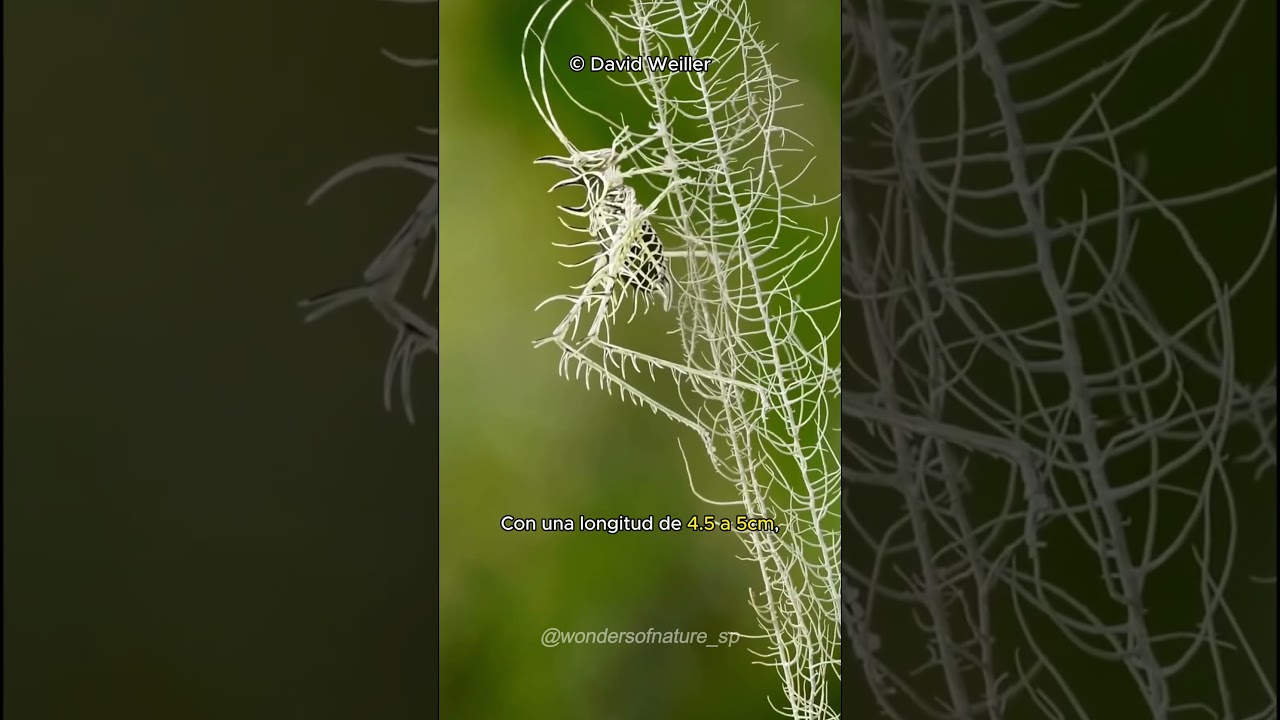 Liquen Saltamontes | Camuflaje De Alto Nivel | Markia hystrix