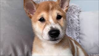 MALE SHIBA INU by Playful Pets 263 views 4 years ago 43 seconds