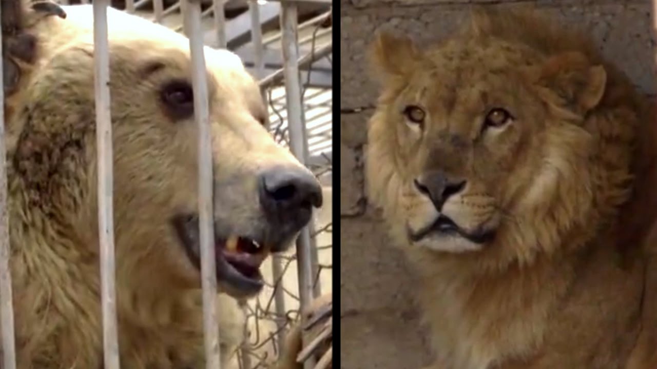 simba 2019 Bear And Lion Rescued From Iraq Zoo | The Dodo