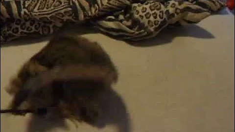 Watch the video about F6 savannah kitten playing