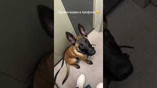 Щенок малинуа. Выход из лифта #малинуа #собака #malinois #germanshepherd #лифт #дрессировкасобаки