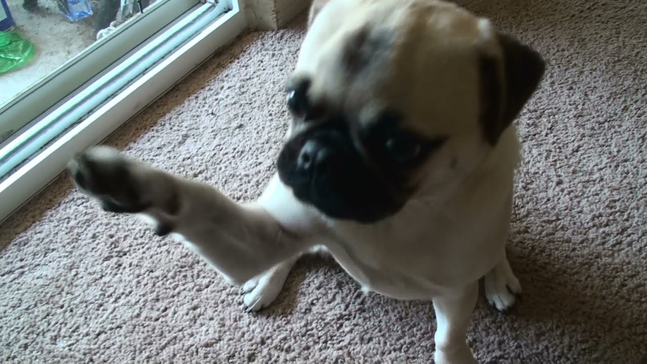 pug keeps paws my baby pug sniffing and giving paw pug keeps paws my baby pug sniffing and giving paw
