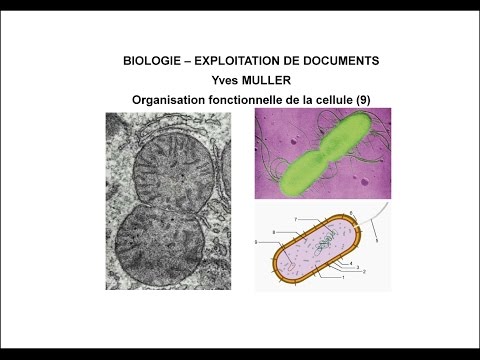 Vidéo: Qu'est-ce que la fissiparité en biologie ?