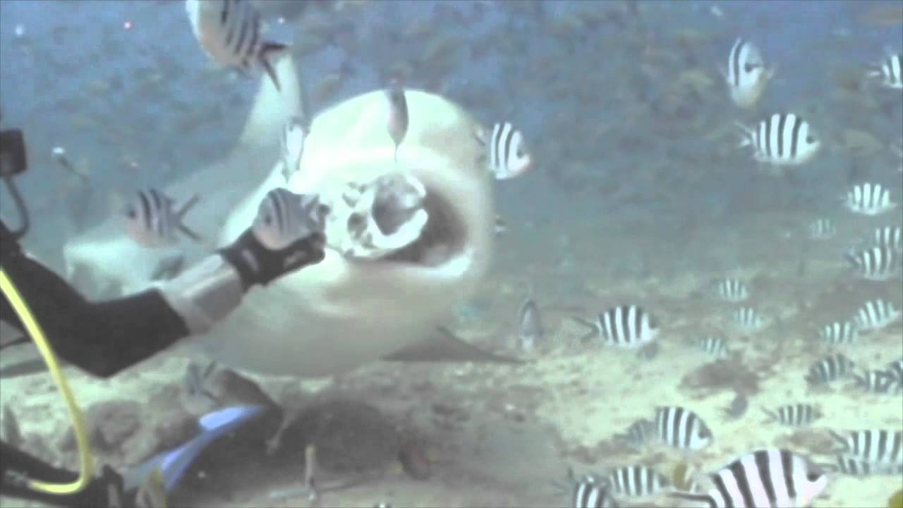 Aqua Trek Shark Dive Fiji